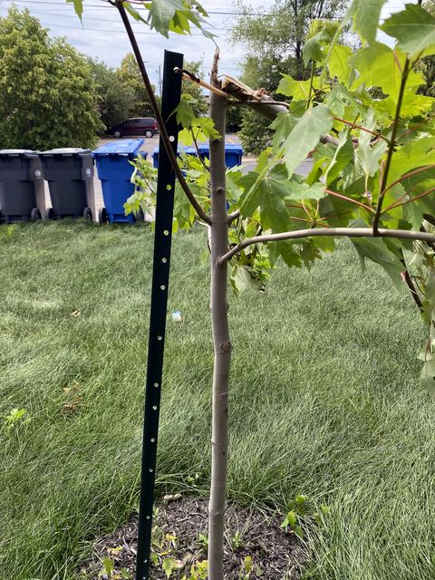 Juin 2021 — Gazon, arrosage et arbres